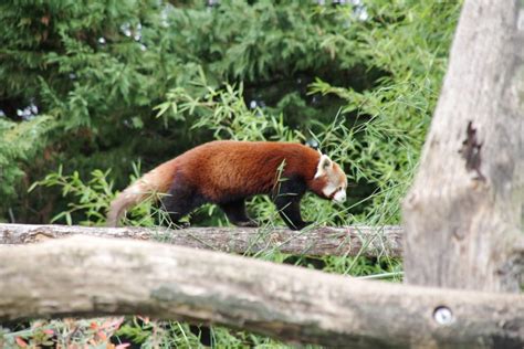 Z recenzji obiektu zooparc de beauval pt. Une journée au Zoo de Beauval - Voyager en photos - blog ...