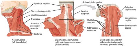 Unit 15: Muscle Anatomy and Movement – Douglas College Human Anatomy