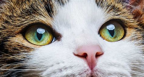 What Age Do Kittens Eyes Change Color Ramaz Gelashvili