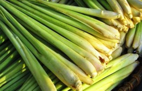 Apakah kamu sering menggunakan tumbuhan ini saat memasak? Harga Serai Wangi Per KG Terbaru Juni 2020 - NYONYOR.COM 2020