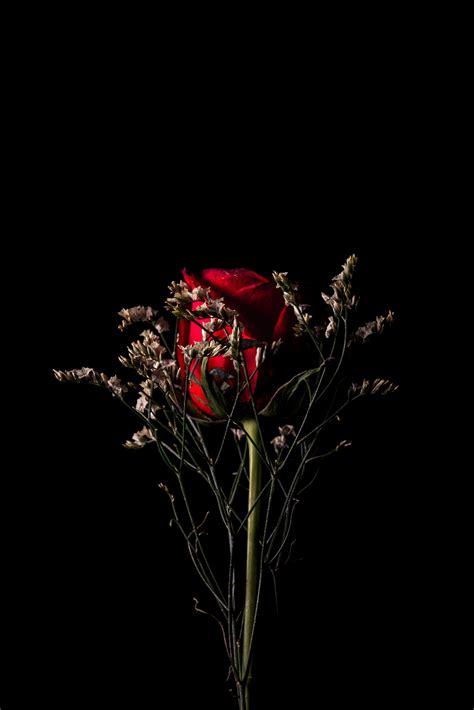 Madison is a fine art wedding and lifestyle photographer working in both film and digital format photography. red rose behind white flowers in black background (With ...