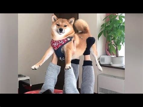 Funny Dogs Showing Emotions And Other Funny Dog Videos Ichaowu 愛潮物