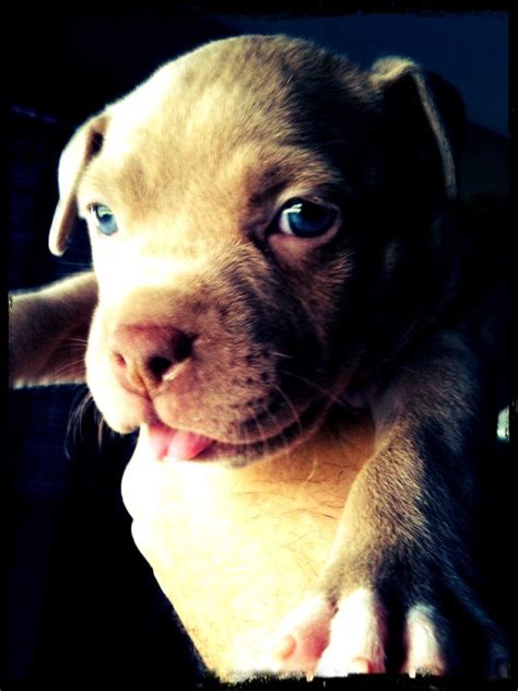 If your puppy is not within that range, but is still on the same growth curve that he has been on the entire time, there is nothing to. Sookie when she was 6 weeks old. Pitbull dog | Pitbull dog ...