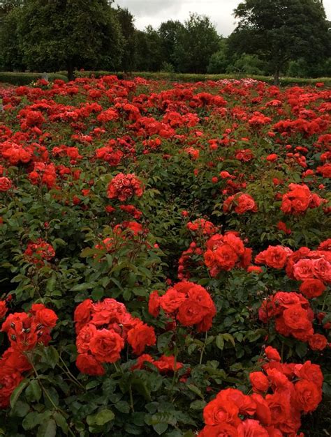 A fragrant and tranquil emporium of flower bouquets, indoor from our city centre home, we offer nationwide flower delivery, along with our floral design, event and garden design services. Tralee Rose Garden in Ireland | All Things Irish ...