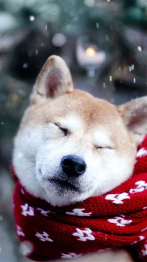 Wallpaper Snow Winter Shiba Inu Akita Puppy
