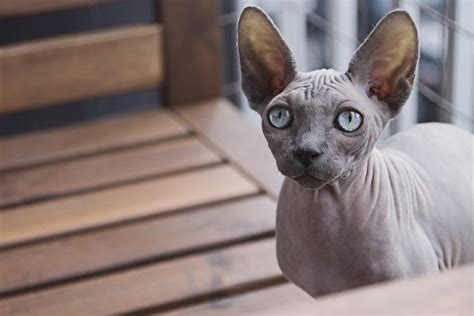 The Sphynx Cat Breed Explained Cathour Cat Breeds