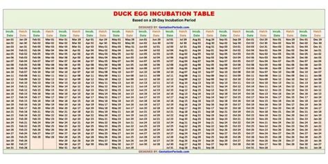 Duck Egg Incubation Calculator And Chart Printable Gestation Periods
