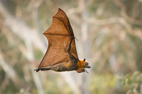 Many creatures in the animal kingdom will hunker down someplace for the winter and hibernate during these cold months. Hibernating Animals List - Animal Sake