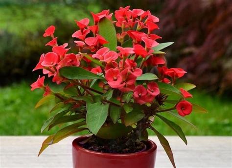 27 Indoor Flowering Plants The Complete List With Pictures Hort Zone