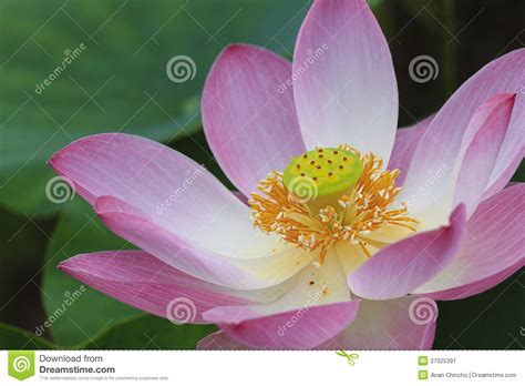 Close Up Lotus Flower Stock Image Image Of Bloom Detail