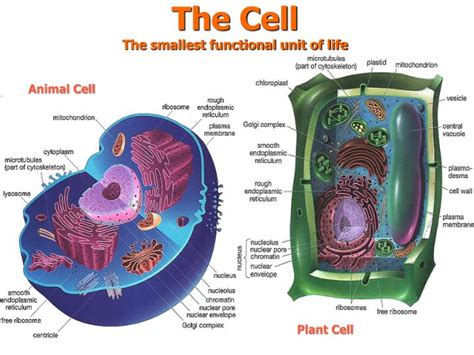 Ppt The Cell The Smallest Functional Unit Of Life Powerpoint