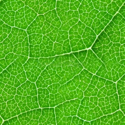 Green Leaf Seamless Texture Stock Photo Image 35841066