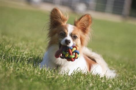 We started our journey as a startup focusing on public security, criminal investigation, citizen services, migration management. Papillon Training & Aggression | Chicago Dog Trainer