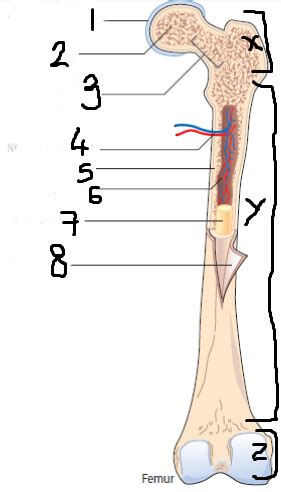 Choice of marking agent and labeling schedule. Long Bone Labeled Quizlet - Microscopic Anatomy Of A Long ...