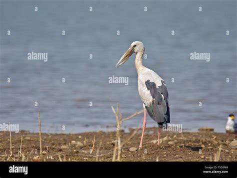 Asian Stork Hi Res Stock Photography And Images Alamy