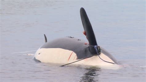 Endangered 18 Year Old Female Killer Whale Found Dead Off Vancouver