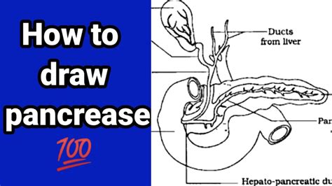 How To Draw Pancreas Diagram Easy Simple Step By Step Diagrams
