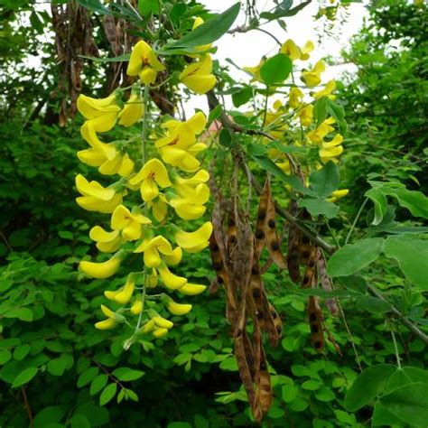 Get the cheapest deals for lluvia de oro in arequipa, peru. Lluvia de oro : venta Lluvia de oro / Laburnum anagyroides