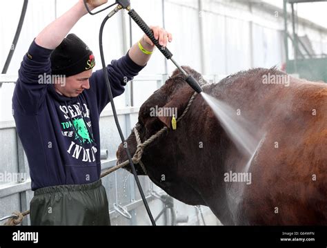 A Farmers Prepares His Bull For Show On The First Day Of The Balmoral Show At Its New Site The