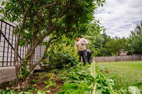 Landscape Maintenance Vs Lawn Care Whats The Difference