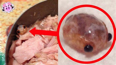 Most Disgusting Food Ranked By Disgusting Food Museum Rezfoods
