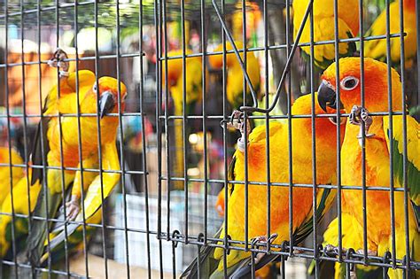 Ornitoza Papuzica Choroba Ptasia Przyczyny Objawy I Leczenie Mobile