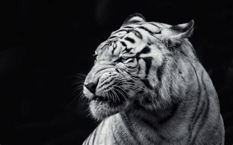 White Tiger Hd Wallpapers Wallpaper Cave
