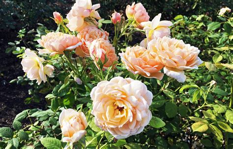 How To Prune Roses The Right Way Better Homes And Gardens