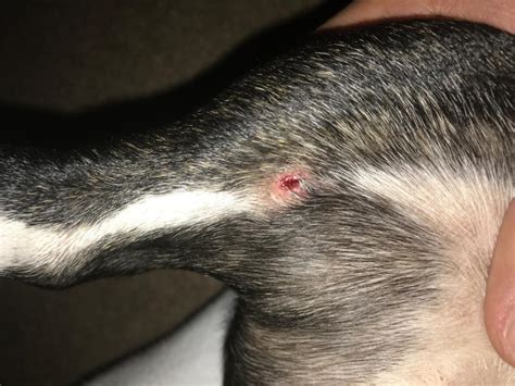 Dog Skin Ulcer Photos Skin Ulceration In Dogs Symptoms Causes