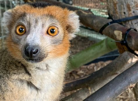 Duke Lemur Center Earlygroove
