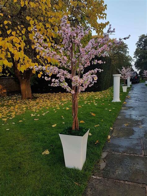 Pink blossom tree identification uk. Pink Blossom Tree