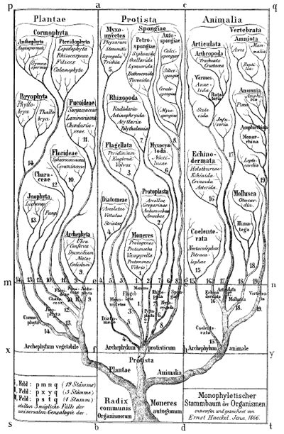 La Ciencia Por Gusto El árbol De Darwin Evoluciona
