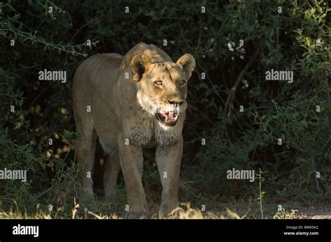 Lioness Panthera Leo Standing Snarling Duba Plains Okavango Delta Stock