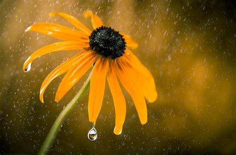 42 Photos That Will Make You Want To Shoot Droplets On Flowers Blog
