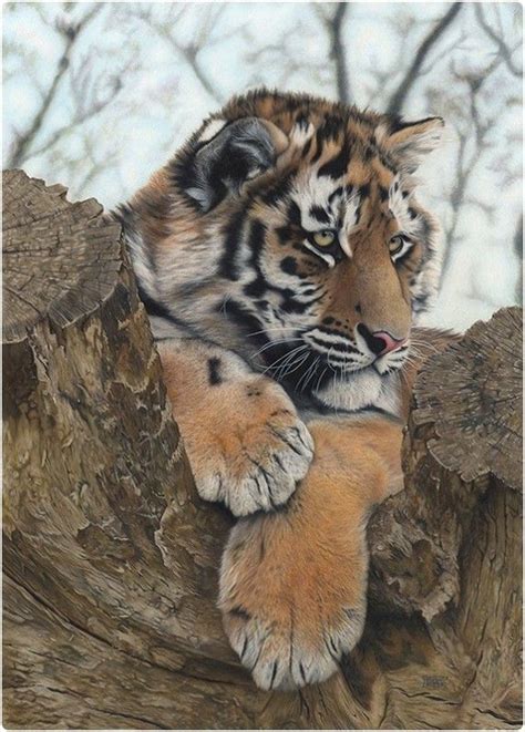 Maybe you would like to learn more about one of these? Pin by Melissa Harry on Cool Art | Pencil drawings of animals, Color pencil drawing, Animal drawings