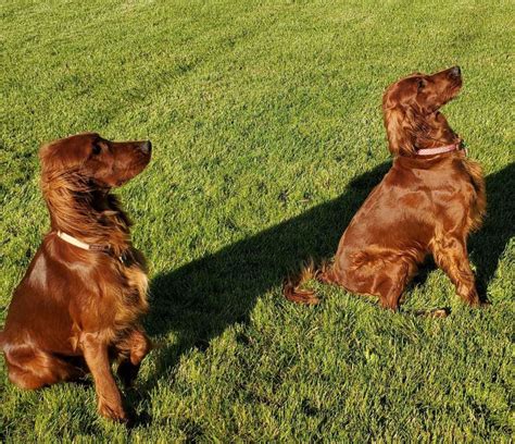Cathy Mitchell Irish Setter Puppies For Sale In Kalispell Mt Akc