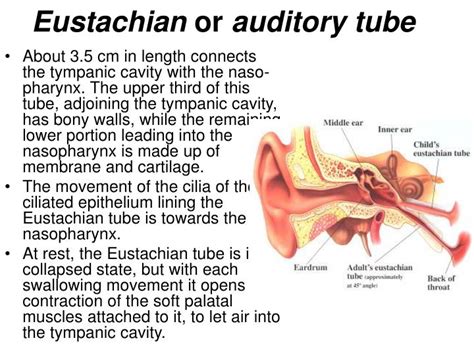 Ear Anatomy Eustachian Tube