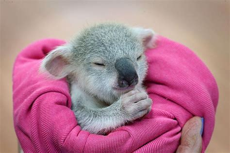 Orphaned Baby Koala Cute Baby Animals Cute Animals Cuddly Animals