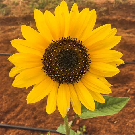 Bunga matahari mampu hidup di daerah subtropis maupun tropis bahkan pada ketinggian hingga 1.500 m. Gambar Bunga Matahari Kuning - Gambar Bunga