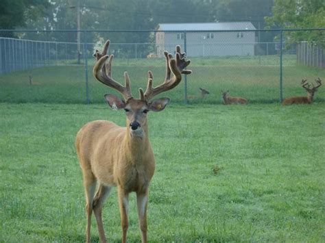 Corporate America Enjoy Trophy Louisiana Whitetai Deer Hunting At Its