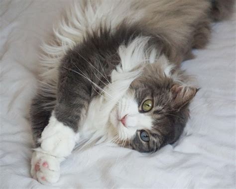 They are large, expressive and almond shaped and the outer corner of the eye is tilted up to the base of the ear. Black And White Norwegian Forest Cat Breed Wallpapers ...