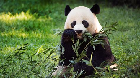 Panda Is Eating Leaves Hd Panda Wallpapers Hd Wallpapers Id 53141