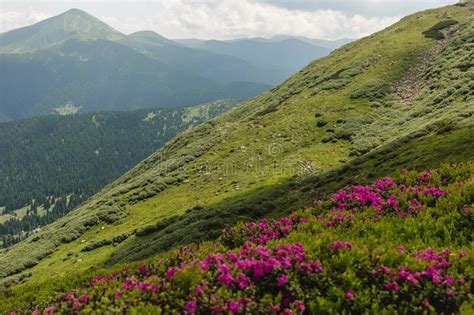 Pink Rhododendron Flowers On Summer Mountain Carpathian Mountains