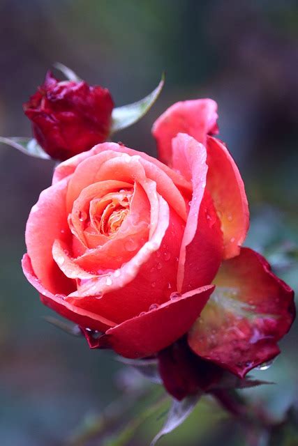 Rose Rosebud Blossom Free Photo On Pixabay Pixabay