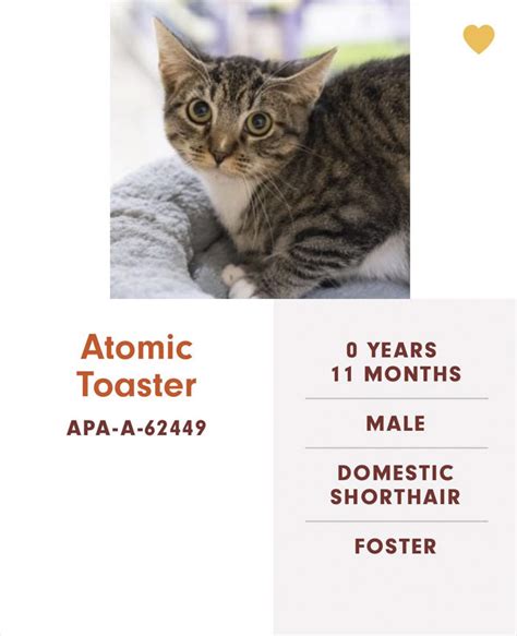 Whether you are a fan of the original broadway musical or the movie version that hit the silver screen in late 2019, cats is full of a colorful cast of felines. Someone Notices The Staff At This Animal Shelter Is Giving ...