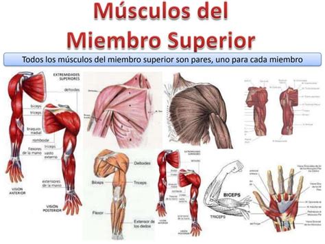 Músculos Miembro Superior Ppt
