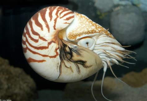 Oldest Living Chambered Nautilus In Captivity