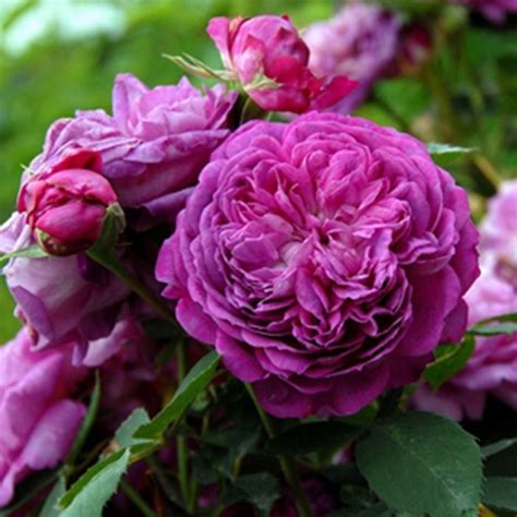 Rose Reine Des Violettes