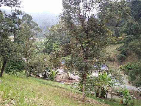 It is located in the northeastern part of selangor. Dusun Buah Hulu Langat - Ejen Hartanah | Tanah Untuk ...