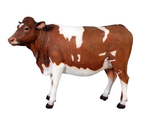 life size guernsey cow sculptures in australia